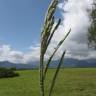 Fotografia 5 da espécie Paspalum dilatatum do Jardim Botânico UTAD