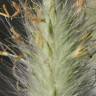 Fotografia 8 da espécie Pennisetum villosum do Jardim Botânico UTAD