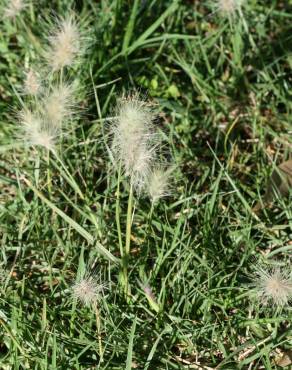 Fotografia 10 da espécie Cenchrus longisetus no Jardim Botânico UTAD