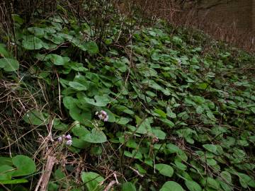 Fotografia da espécie Petasites pyrenaicus