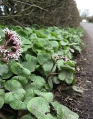 Petasites pyrenaicus