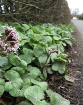 Fotografia 1 da espécie Petasites pyrenaicus no Jardim Botânico UTAD