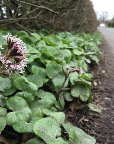 Fotografia de capa Petasites pyrenaicus - do Jardim Botânico