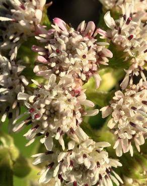 Fotografia 5 da espécie Petasites pyrenaicus no Jardim Botânico UTAD