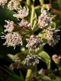 Fotografia da espécie Petasites pyrenaicus