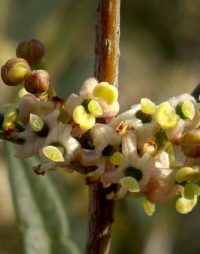 Fotografia 6 da espécie Phillyrea angustifolia no Jardim Botânico UTAD