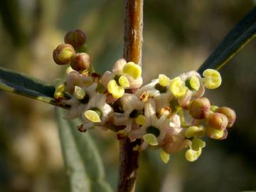 Fotografia da espécie Phillyrea angustifolia