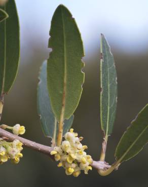 Fotografia 1 da espécie Phillyrea angustifolia no Jardim Botânico UTAD