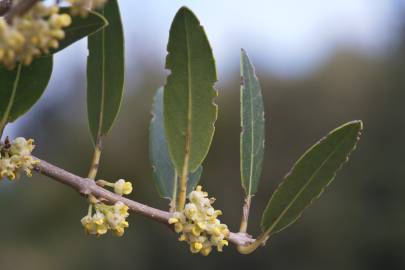 Fotografia da espécie Phillyrea angustifolia