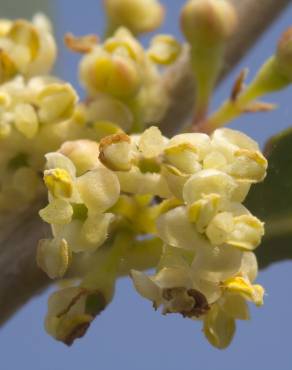 Fotografia 7 da espécie Phillyrea angustifolia no Jardim Botânico UTAD