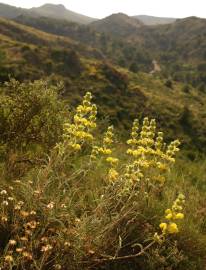 Fotografia da espécie Phlomis lychnitis