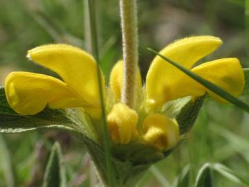 Fotografia da espécie Phlomis lychnitis