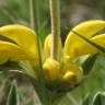 Fotografia 6 da espécie Phlomis lychnitis do Jardim Botânico UTAD