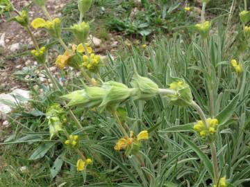 Fotografia da espécie Phlomis lychnitis