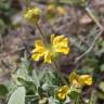 Fotografia 8 da espécie Phlomis lychnitis do Jardim Botânico UTAD