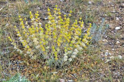 Fotografia da espécie Phlomis lychnitis