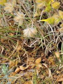 Fotografia da espécie Phlomis lychnitis