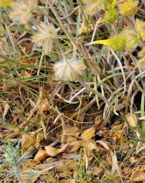 Fotografia 10 da espécie Phlomis lychnitis no Jardim Botânico UTAD