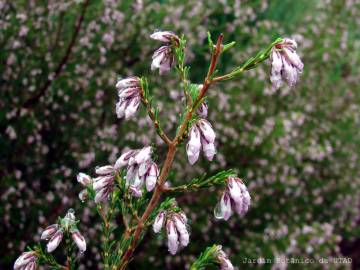 Fotografia da espécie Erica australis