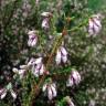 Fotografia 4 da espécie Erica australis do Jardim Botânico UTAD