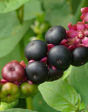 Fotografia 5 da espécie Phytolacca americana no Jardim Botânico UTAD