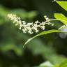 Fotografia 8 da espécie Phytolacca americana do Jardim Botânico UTAD