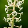 Fotografia 10 da espécie Phytolacca americana do Jardim Botânico UTAD