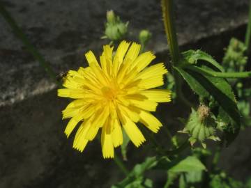 Fotografia da espécie Picris hieracioides