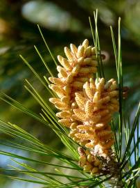 Fotografia da espécie Pinus pinea