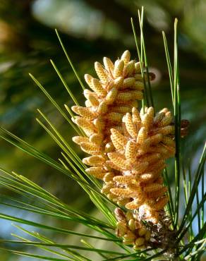 Fotografia 4 da espécie Pinus pinea no Jardim Botânico UTAD