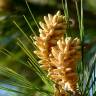 Fotografia 4 da espécie Pinus pinea do Jardim Botânico UTAD