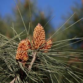 Fotografia da espécie Pinus pinea