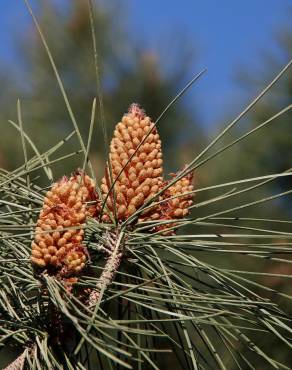 Fotografia 5 da espécie Pinus pinea no Jardim Botânico UTAD