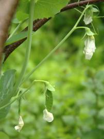 Fotografia da espécie Pisum sativum subesp. elatius var. elatius