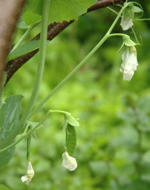 Fotografia 1 da espécie Pisum sativum subesp. elatius var. elatius no Jardim Botânico UTAD