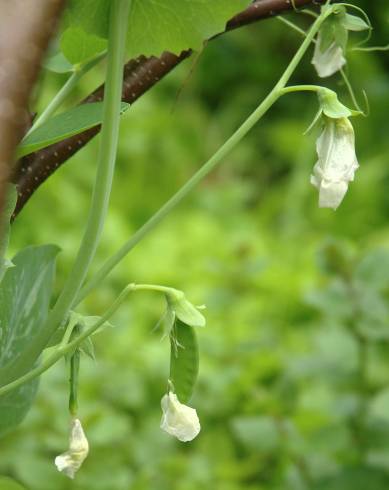 Fotografia de capa Pisum sativum subesp. elatius var. elatius - do Jardim Botânico