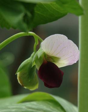 Fotografia 3 da espécie Pisum sativum subesp. elatius var. elatius no Jardim Botânico UTAD