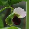 Fotografia 3 da espécie Pisum sativum subesp. elatius var. elatius do Jardim Botânico UTAD