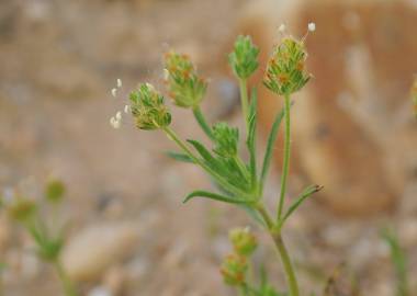 Fotografia da espécie Plantago afra