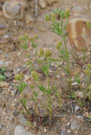 Fotografia da espécie Plantago afra