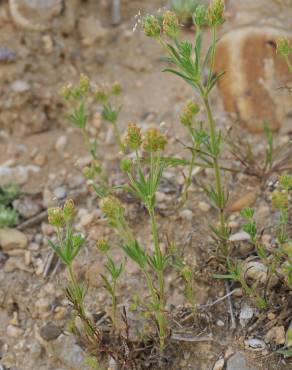 Fotografia 4 da espécie Plantago afra no Jardim Botânico UTAD