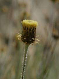 Fotografia da espécie Phagnalon saxatile