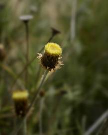 Fotografia da espécie Phagnalon saxatile