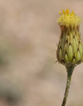 Fotografia 7 da espécie Phagnalon saxatile no Jardim Botânico UTAD