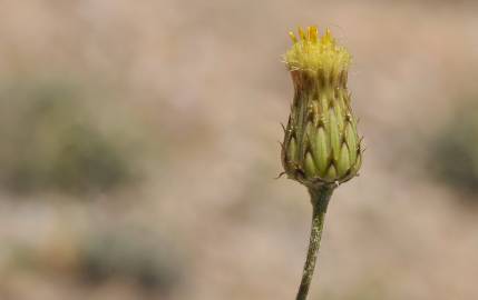 Fotografia da espécie Phagnalon saxatile