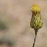 Fotografia 7 da espécie Phagnalon saxatile do Jardim Botânico UTAD