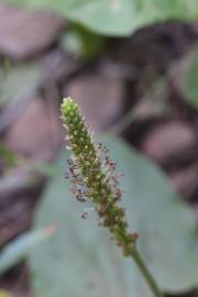 Fotografia da espécie Plantago major