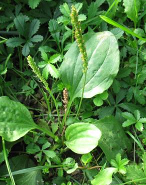 Fotografia 7 da espécie Plantago major no Jardim Botânico UTAD