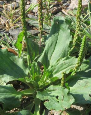 Fotografia 8 da espécie Plantago major no Jardim Botânico UTAD