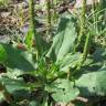 Fotografia 8 da espécie Plantago major do Jardim Botânico UTAD